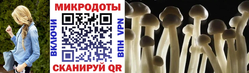 Купить где  Губкин  Псилоцибиновые грибы мицелий 